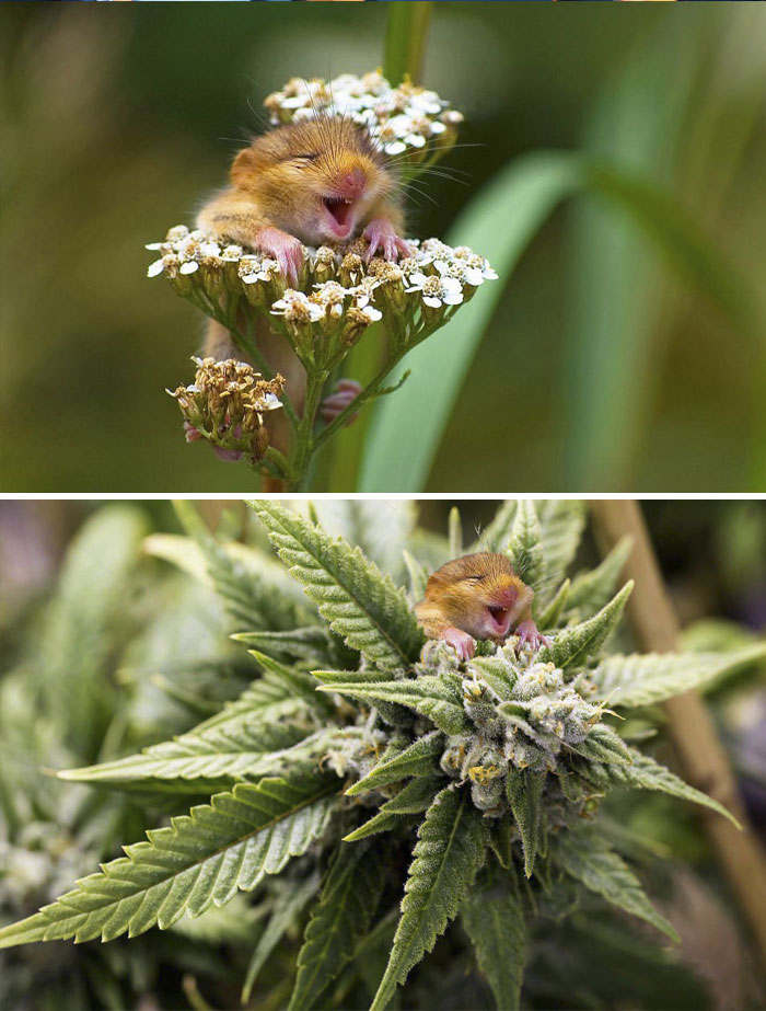 Dormouse Climbing A Yarrow Flower Dormouse Climbing A Yarrow Flower
