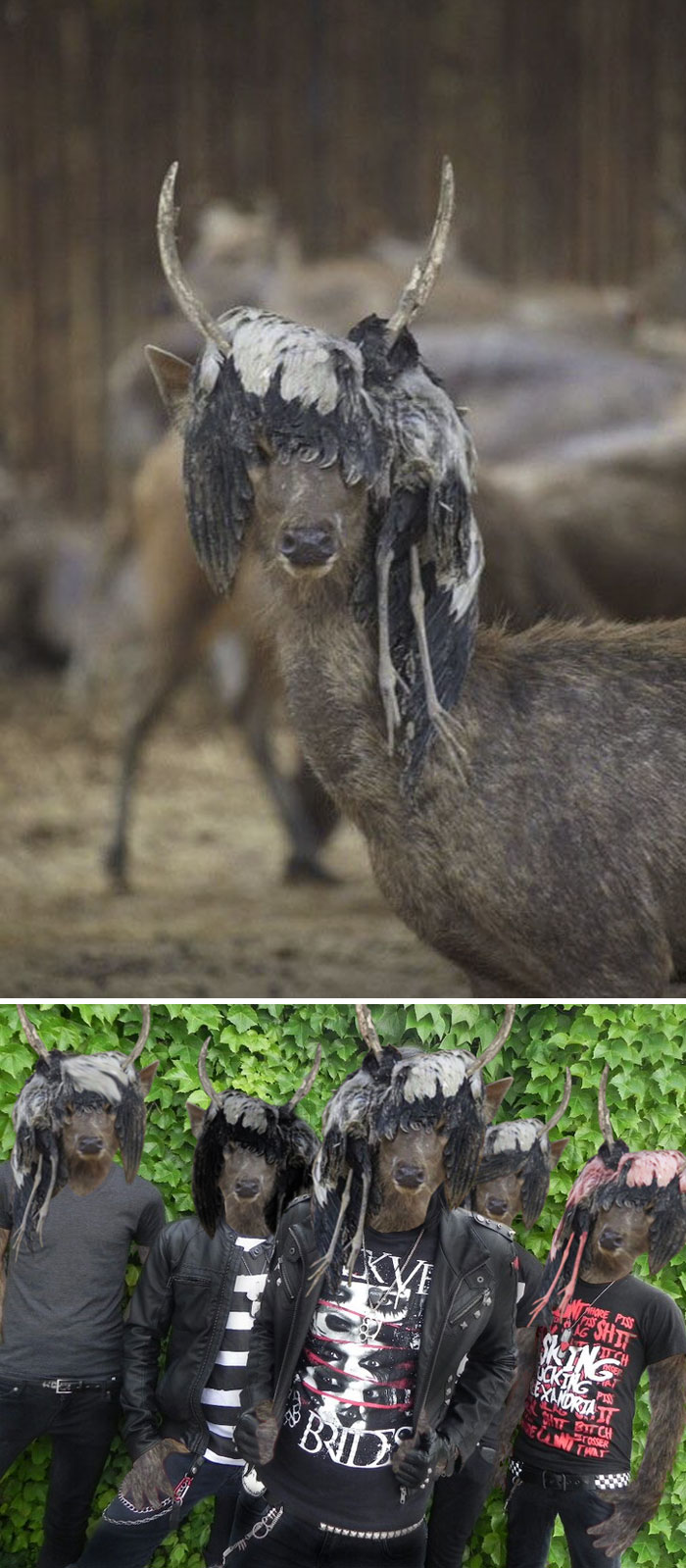 This Deer Wearing A Dead Bird Wig This Deer Wearing A Dead Bird Wig