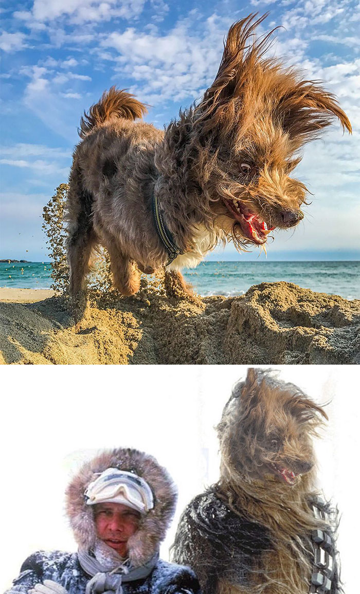 This Windswept Dog This Windswept Dog