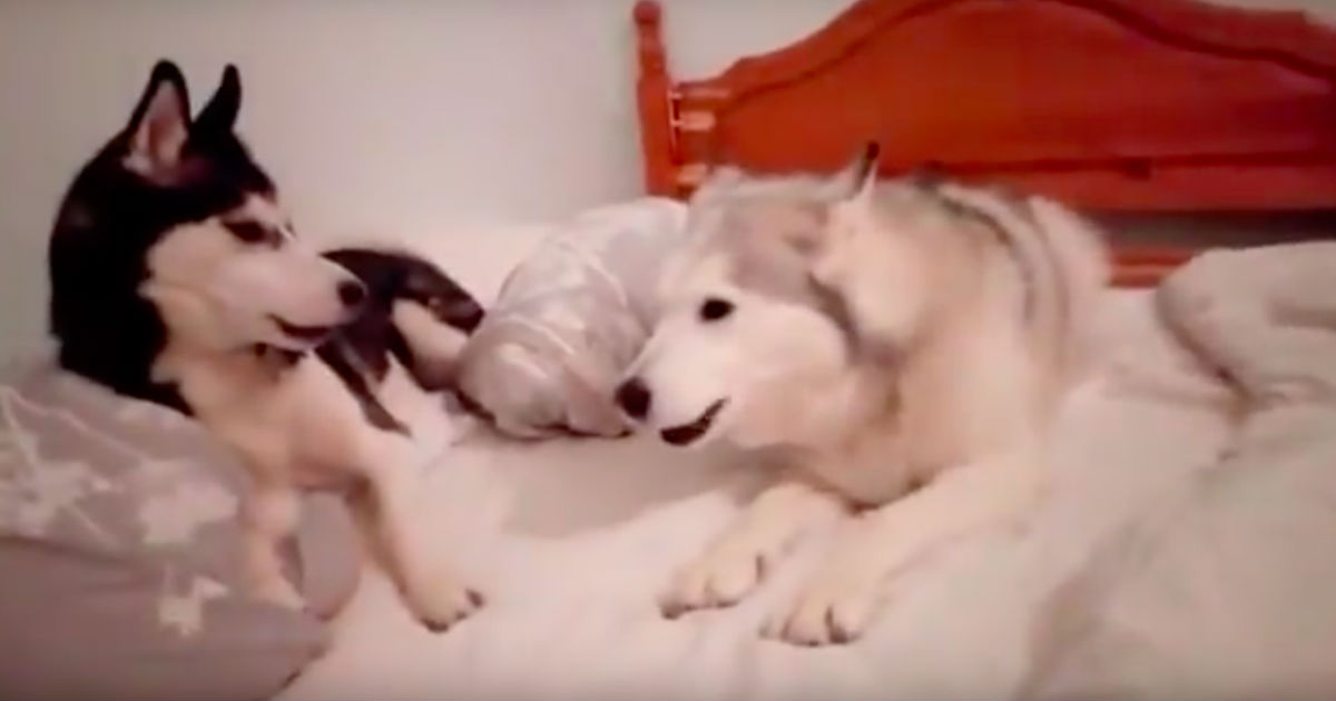 adorable-quarrel-between-two-puppies-1