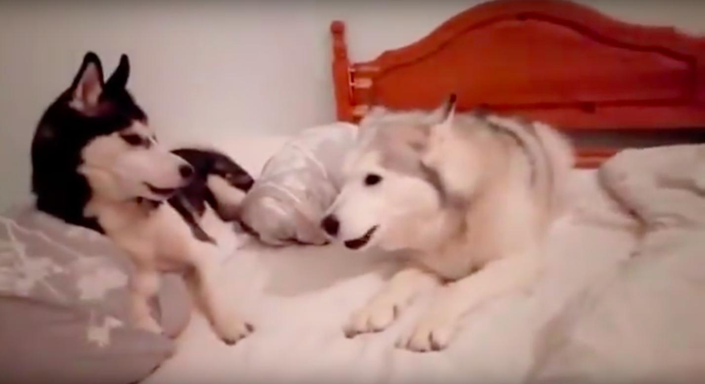 adorable-quarrel-between-two-puppies-3