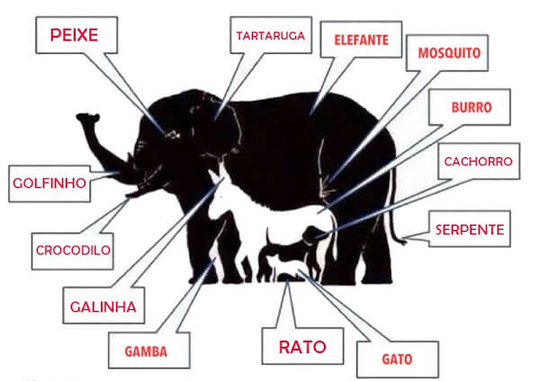 animalqurto