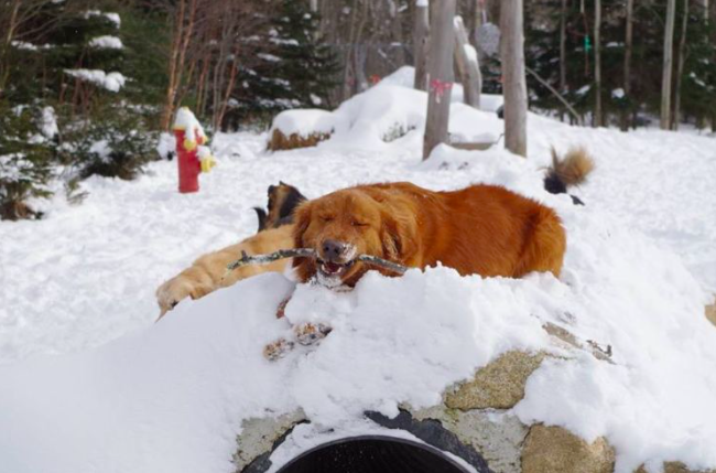 dog-driven-to-daycare-in-a-school-bus-in-a-weather-2