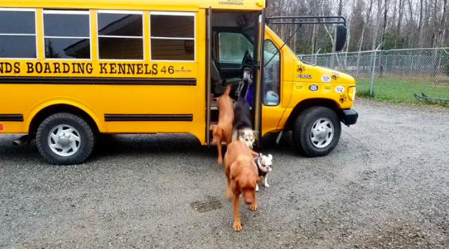 dog-driven-to-daycare-in-a-school-bus-in-all-weather-3