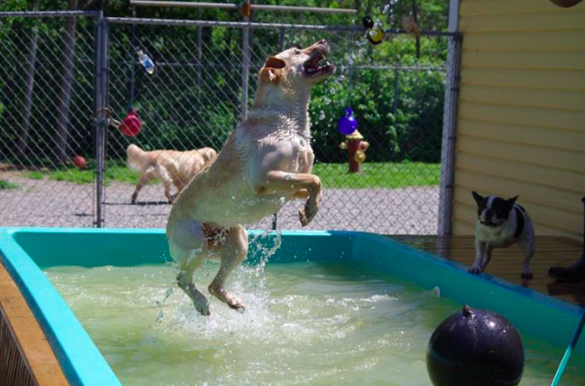 dog-driven-to-daycare-in-a-school-bus-in-all-weather-4
