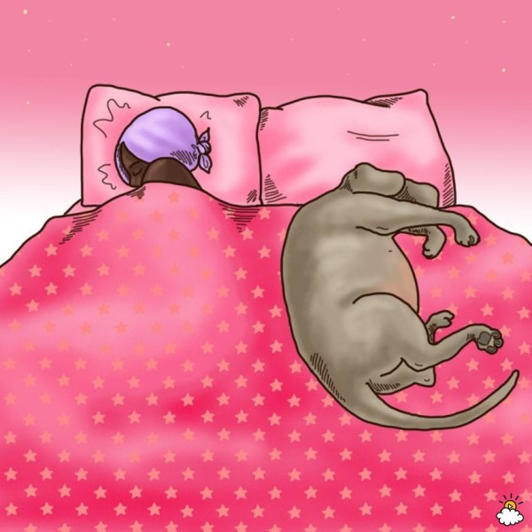 dogssleep4