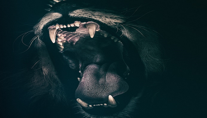 Pixabay - 포효하는 사자