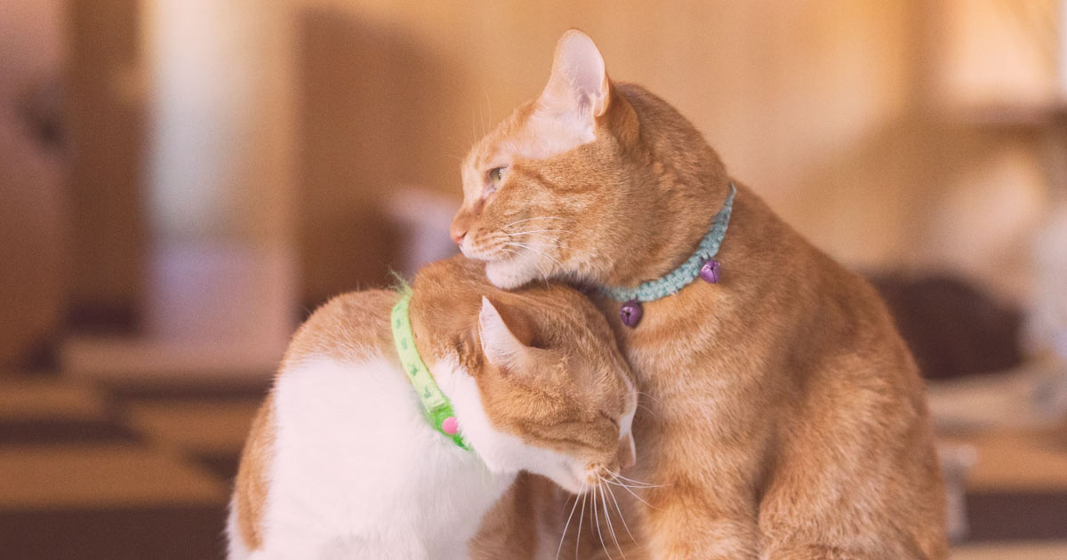 幸せカップル에 대한 이미지 검색결과