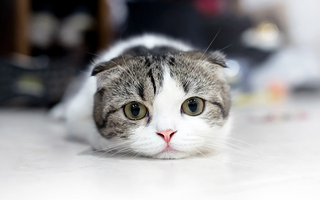 Image result for 猫