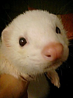 アルビノ　寿命에 대한 이미지 검색결과