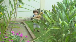 pequeno-arthur-de-2-anos-considera-tata-uma-companheira-e-brinca-com-a-galinha-todos-os-dias