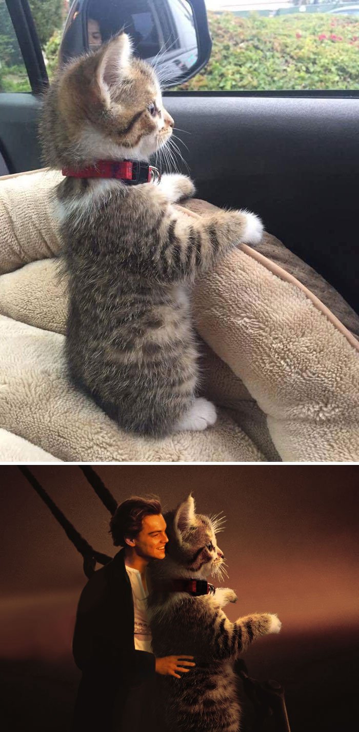 funny photoshop battle winners 111 5a5cb24f96bf5 700 - 이런 센스는 어디서 구해? ‘빵터지는’ 합성 배틀 우승작 모음 (사진 30장)