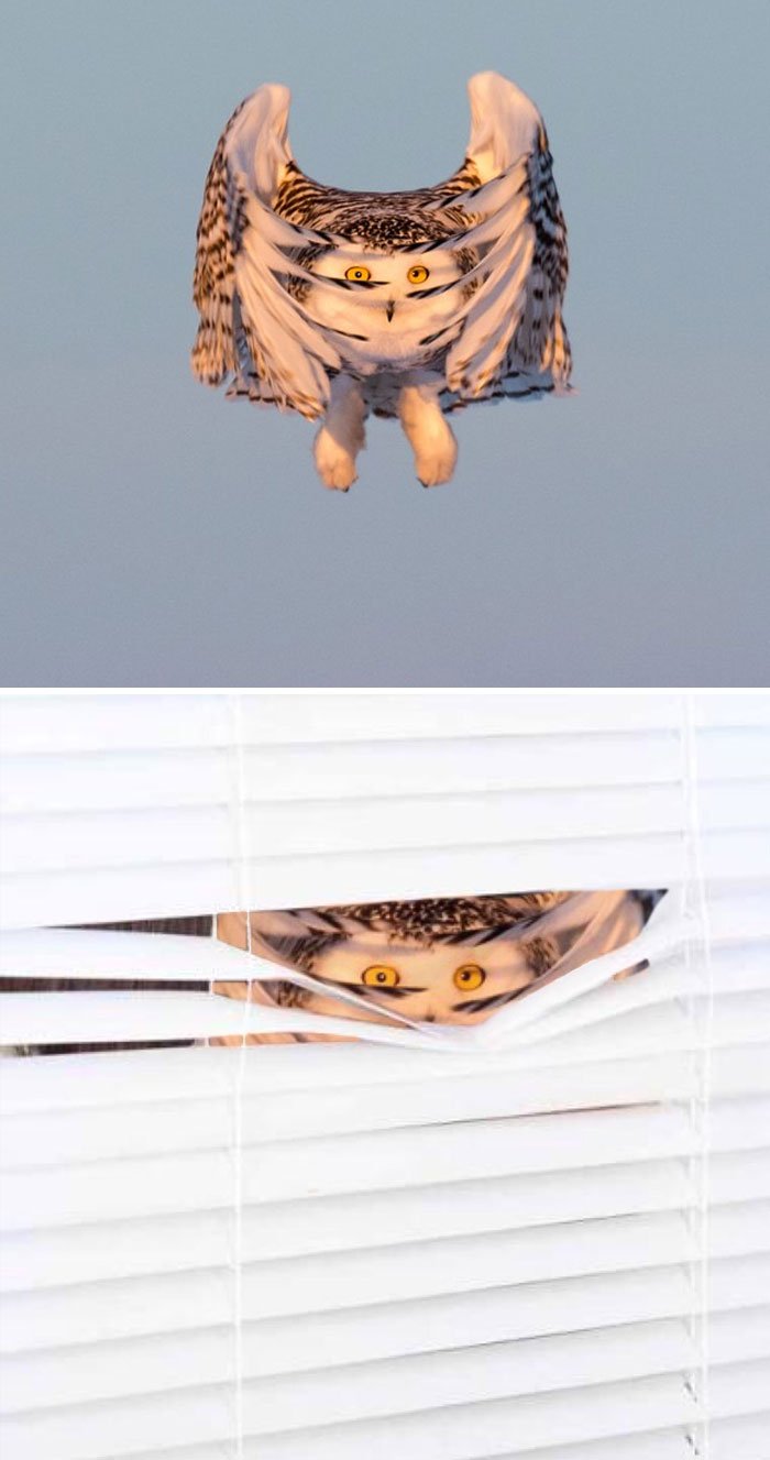 funny photoshop battle winners 122 5a5dfff292043 700 - 이런 센스는 어디서 구해? ‘빵터지는’ 합성 배틀 우승작 모음 (사진 30장)