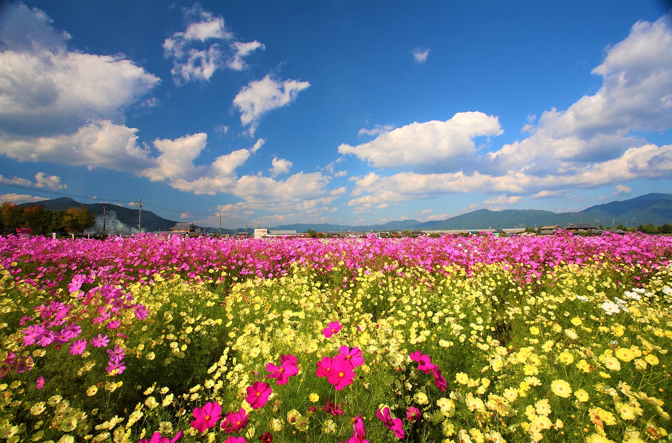 Image result for 亀岡夢コスモス園