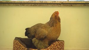 tata-tem-ate-cama-e-e-tratada-como-um-animal-domestico-por-familia