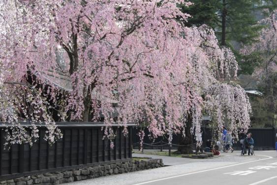 角館の桜まつり에 대한 이미지 검색결과