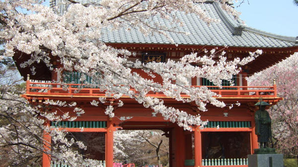 清水公園 さくらまつり에 대한 이미지 검색결과