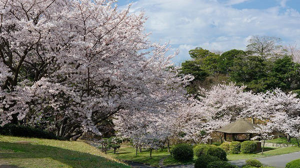 ときわ公園 さくらまつり2018에 대한 이미지 검색결과
