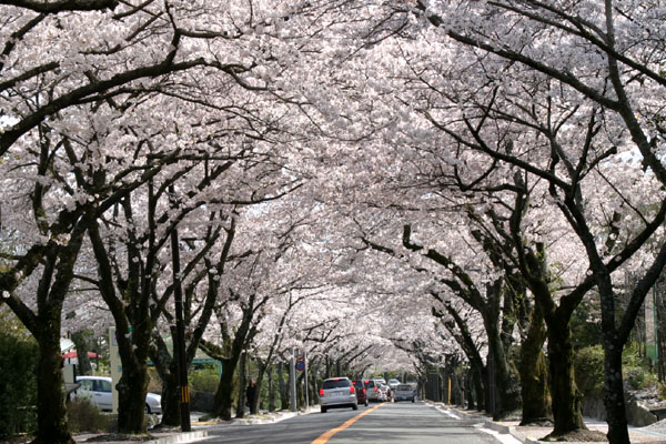 伊豆高原桜まつり에 대한 이미지 검색결과