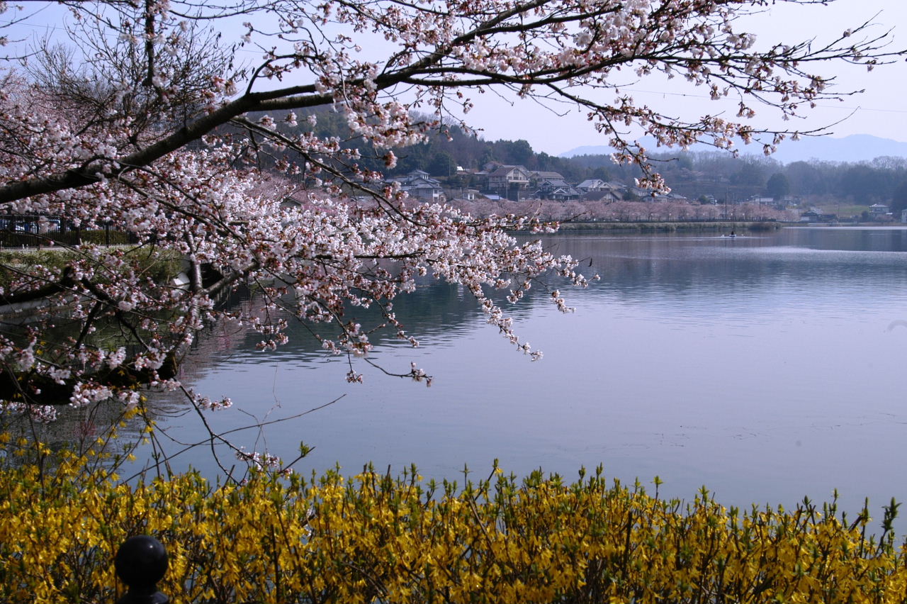 庄原上野公園桜まつり에 대한 이미지 검색결과