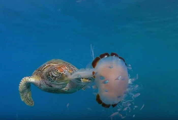 YouTube 'National Geographic'