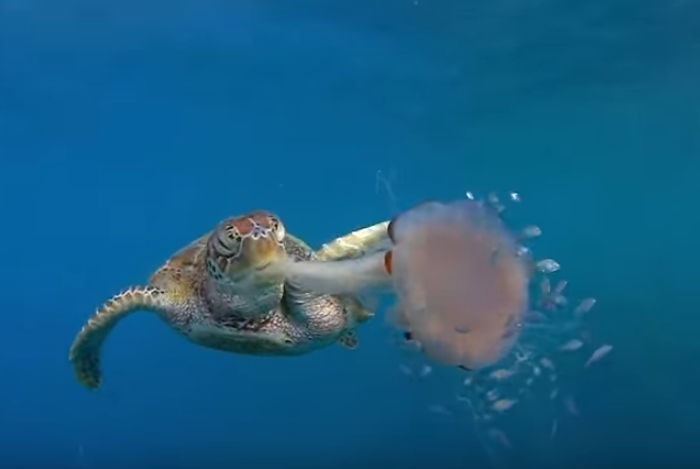 YouTube 'National Geographic'