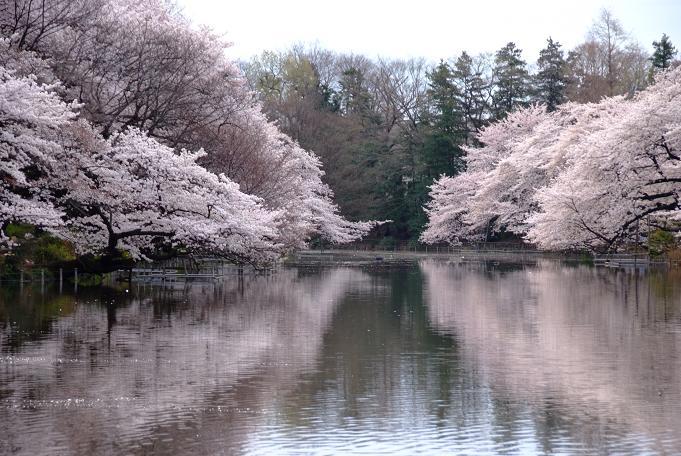 井の頭恩賜公園　お花見에 대한 이미지 검색결과
