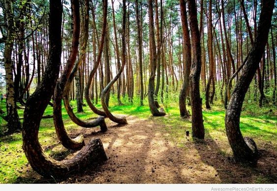 crooked forest poland