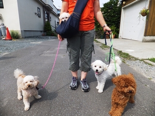 Image result for 泣く子犬