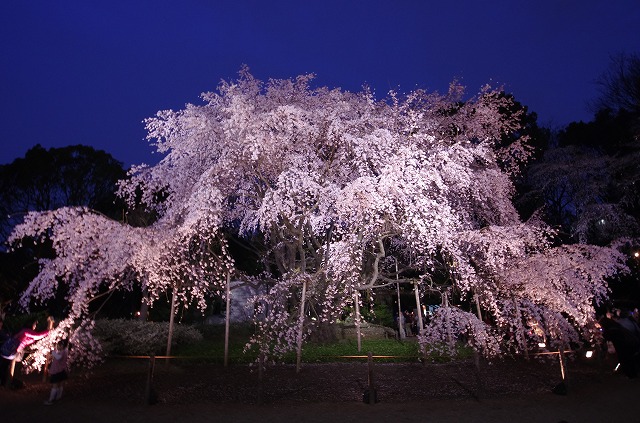 六義園　お花見에 대한 이미지 검색결과