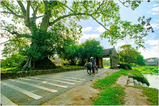 임업도로, 하노이, 버팔로 담요, 구리에서 임업도로, 하노이, 버팔로 담요, 구리에서