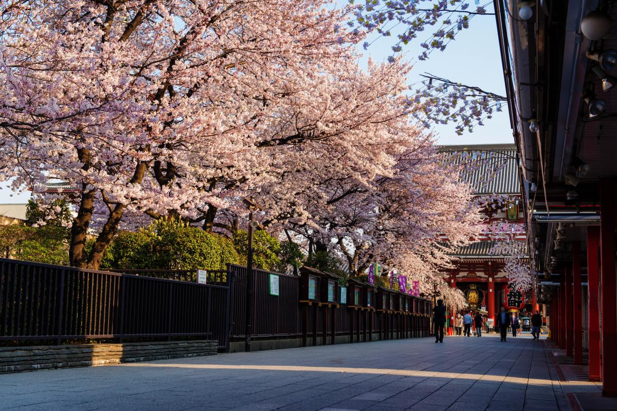 浅草寺 お花見에 대한 이미지 검색결과