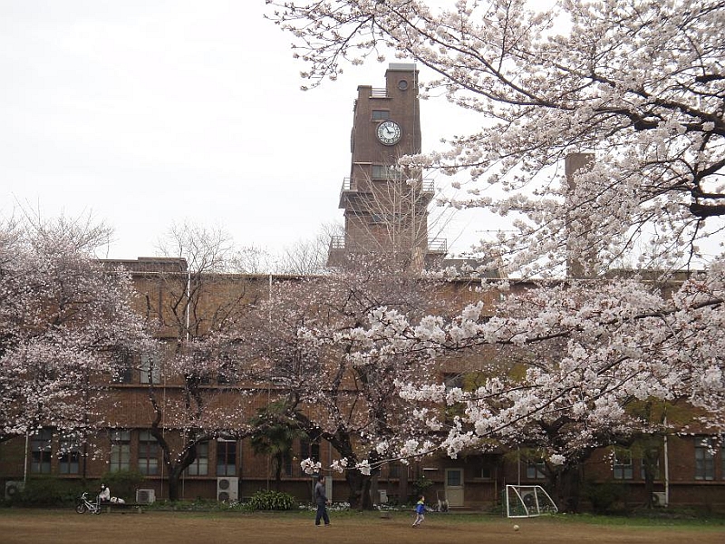 東京大学　お花見에 대한 이미지 검색결과