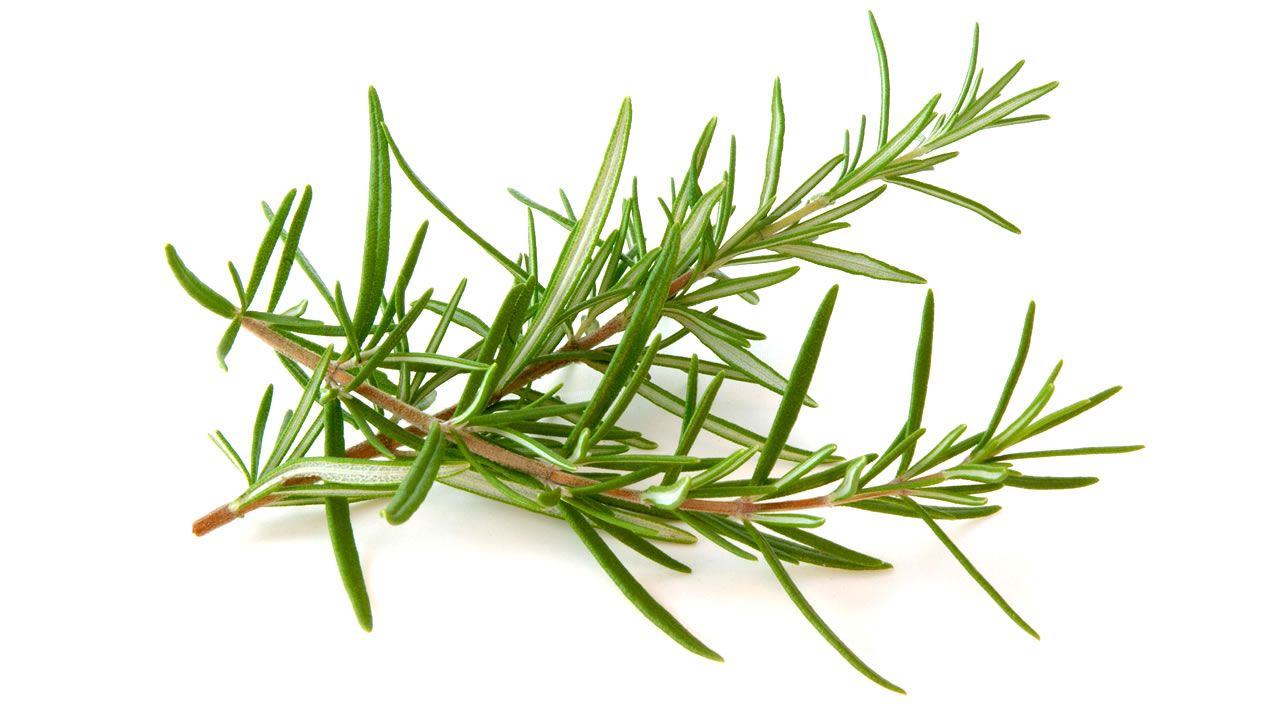 Resultado de imagem para alecrim[