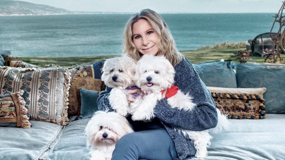 barbra-streisand-clone-dogs-960x540