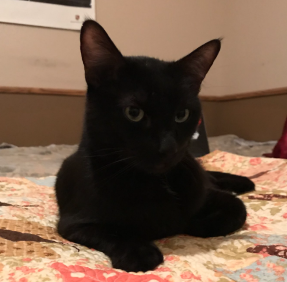 ì§ ëê° ê³ ìì´ê° 5ë ë§ì ìì§ìì ë°ê²¬ëë¤ì ëí ì´ë¯¸ì§ ê²ìê²°ê³¼