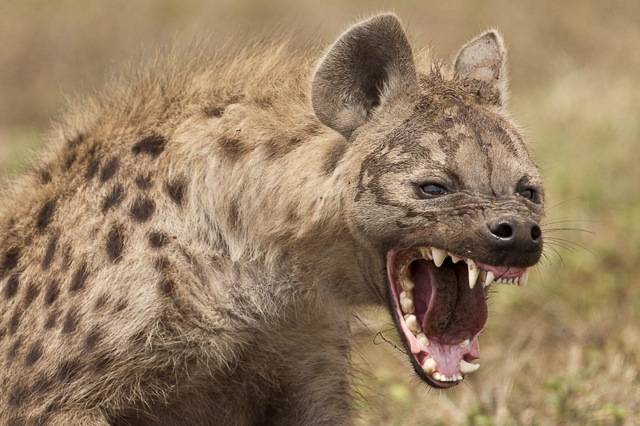 curiosidades-sobre-a-hiena-17