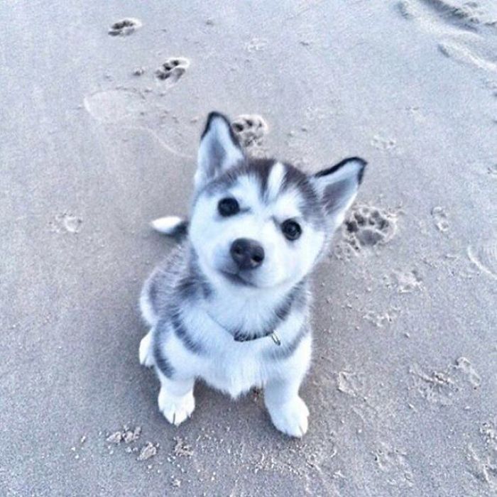 cute-husky-6