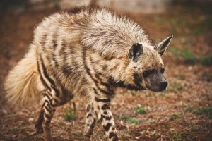 donde-vive-la-hiena