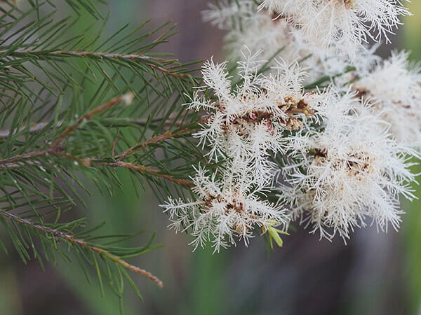 escondido-benefícios-tea-tree-oil-1