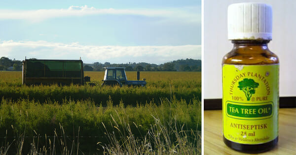 Benefício-escondido-tea-tree-oil-2
