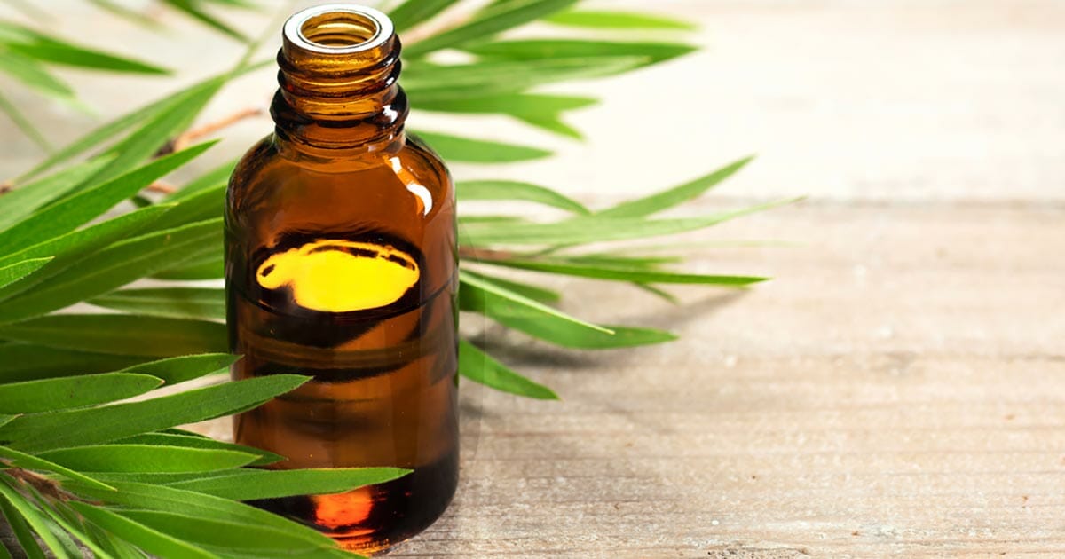 escondido-benefícios-tea-tree-oil-4