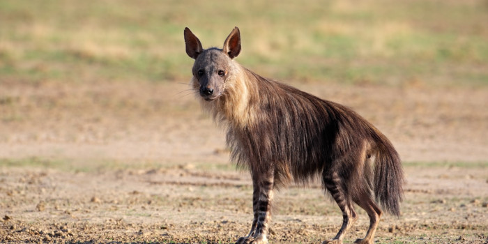 hiena-marrom-defensores-da-natureza