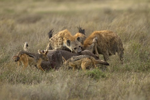 hienas-cacando-3