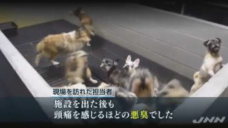 パピーミル　福井県에 대한 이미지 검색결과