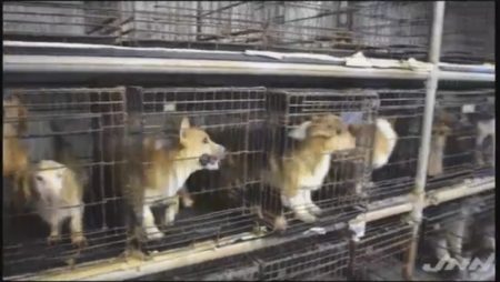 パピーミル　福井県에 대한 이미지 검색결과