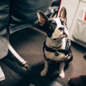 Image result for ユナイテッド航空機内 子犬