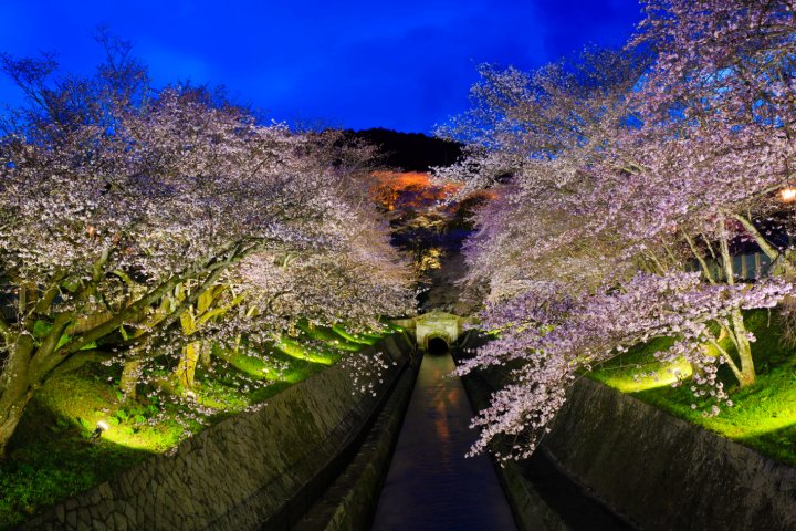 春のライトアップ~桜の琵琶湖疏水~에 대한 이미지 검색결과