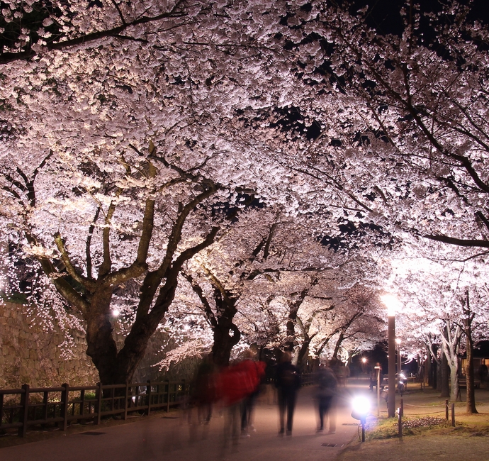 兼六園無料開園&金沢城・兼六園観桜期ライトアップ에 대한 이미지 검색결과