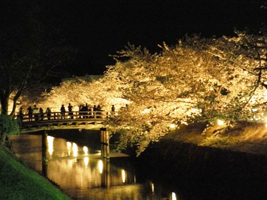 国宝松本城 桜並木 光の回廊에 대한 이미지 검색결과